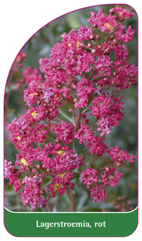 Lagerstroemia, rot