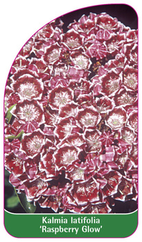 Kalmia latifolia 'Rasperry Glow'