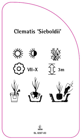 Clematis 'Sieboldii'