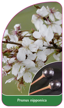 Prunus nipponica