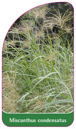 Miscanthus condensatus