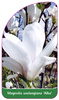Magnolia soulangiana 'Alba'