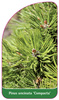 Pinus uncinata 'Compacta'