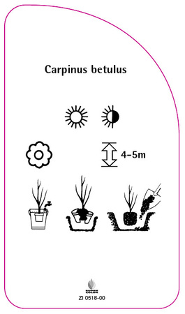 Carpinus betulus