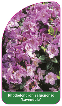 Rhododendron saluenense 'Lavendula'