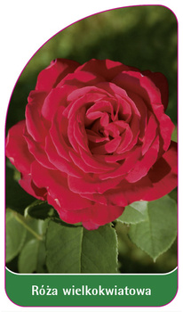 Roza wielkokwiatowa Nr. 238