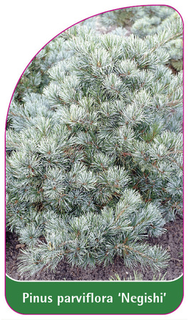 Pinus parviflora 'Negishi'