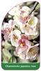 Chaenomeles japonica, rosa