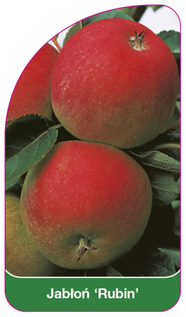 Jabłoń 'Rubin'
