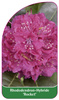Rhododendron-Hybride 'Roket'