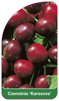 Czeresnia 'Karesova'