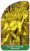 Forsythia intermedia 'Goldrausch'