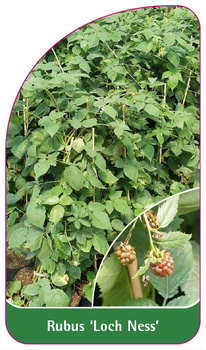 Rubus 'Loch Ness'