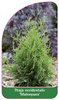 Thuja occidentalis 'Malonyana'