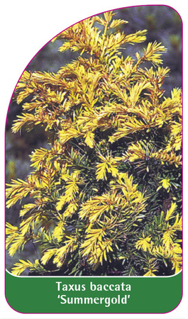 Taxus baccata 'Summergold'