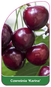 Czeresnia 'Karina'