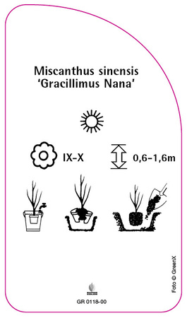 Miscanthus sinensis 'Gracillimus Nana'