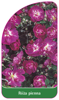 Róza pienna Nr. 60