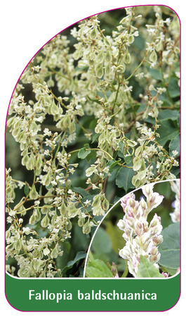 Fallopia baldschuanica
