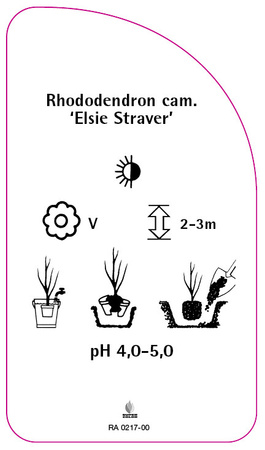 Rhododendron campylopcarpum 'Elsie Straver'