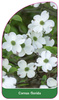 Cornus florida