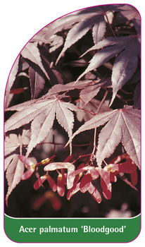 Acer palmatum 'Bloodgood'