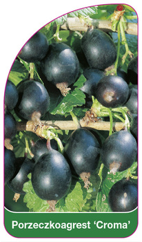 Porzeczkoagrest 'Croma'