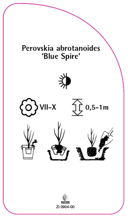 Perovskia abrotanoides 'Blue Spire'