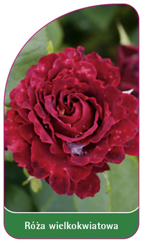 Roza wielkokwiatowa Nr. 233