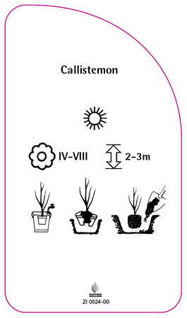 Callistemon