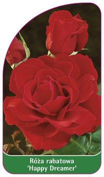 Róza rabatowa 'Happy Dreamer' Nr. 532