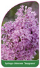 Syringa chinensis 'Saugeana'