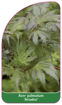 Acer palmatum 'Ariadne'