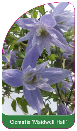 Clematis 'Maidwell Hall'