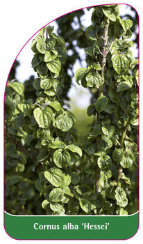 Cornus alba 'Hessei'