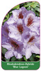 Rhododendron-Hybride 'Blue Lagoon'