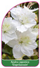 Azalea japonica 'Eisprinzessin'