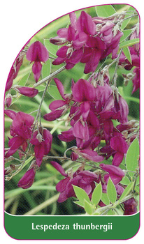 Lespedeza thunbergii