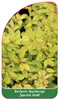 Berberis thunbergii ,Special Gold'