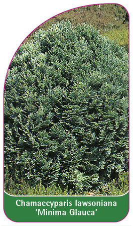 Chamaecyparis Iawsoniana 'Minima Glauca'