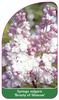 Syringa vulgaris 'Beauty of Moscow'