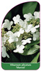 Viburnum plicatum 'Maresii'