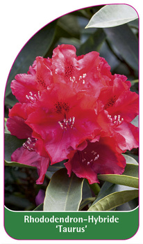 Rhododendron-Hybride 'Taurus'