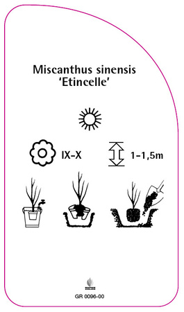 Miscanthus sinensis 'Etincelle'