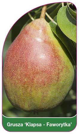 Hrušeň 'Clapper-Favourite'