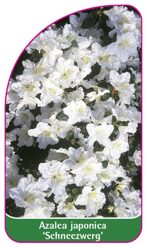 Azalea japonica 'Schneezwerg'