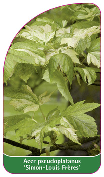 Acer pseudoplatanus 'Simon-Louis Frères'