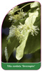 Tilia cordata 'Greenspire'