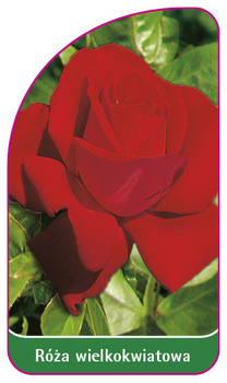 Róza wielkokwiatowa Nr. 210