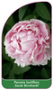 Paeonia lactiflora ,Sarah Bernhardt'